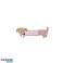 Lot de 2 barrettes à cheveux, CHIENS, teckel SP396 photo 3