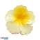 Fermoir pince à cheveux XL fleur HIBISKUS OMBRE jaune 7.5 x 7.5cm SP385 photo 1