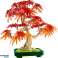 Botaanilised ained 10348 Palm Vahtra bonsai foto 1