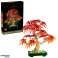 Botaanilised ained 10348 Palm Vahtra bonsai foto 2