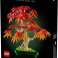 Botaanilised ained 10348 Palm Vahtra bonsai foto 4