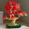 Botaanilised ained 10348 Palm Vahtra bonsai foto 5
