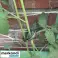 Clipes clipes para plantas 108 pcs. Gardlov 22586 foto 4