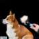 Hundekamm mit automatischer Leine Bild 2
