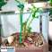 Plant support (20 pieces) ROOTZI image 1
