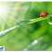 EA133 Tappetino per mouse Esperanza foto 56