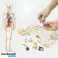3D-Modell zum Erlernen der Anatomie des menschlichen Körpers FLESHTOPIA Bild 2