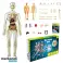 3D-Modell zum Erlernen der Anatomie des menschlichen Körpers FLESHTOPIA Bild 3