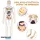 3D-Modell zum Erlernen der Anatomie des menschlichen Körpers FLESHTOPIA Bild 6