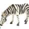 Dünyanın büyük koleksiyonluk heykelcik zebra hayvanları fotoğraf 1