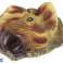 Dinosaurier Triceratops Ausgrabungs-Lehrset Bild 2