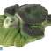Ammonite Turtle Utgrävning Utbildningspaket bild 1