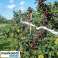 Vogelschreckband 45m Repest 21040 Bild 5