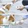 Bouteille / Bidon avec Bol pour Chiens Purlov 21033 photo 6