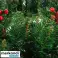 Couronne de Noël Décorative pour Porte 60cm XXL photo 5