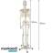 Žmogaus skeletas 170cm Malatec 22583 nuotrauka 3
