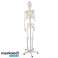 Žmogaus skeletas 170cm Malatec 22583 nuotrauka 2