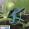 Clips clips voor planten 108 stuks Gardlov 22586 foto 3