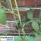 Clips clips voor planten 108 stuks Gardlov 22586 foto 5
