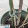 Clips clips voor planten 108 stuks Gardlov 22586 foto 6