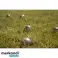 Kule Boule 6 ballen + Tas 23440 foto 5