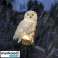 Solar Garden Lamp Owl Gardlov 23847 image 2