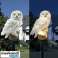 Solar Garden Lamp Owl Gardlov 23847 image 4