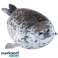 Maskottchen Robbe 60 cm Kruzzel 24644 Bild 4