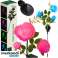 Solarlampe Rosette Gardlov 25282 Bild 1