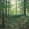 Forest Deal  KER LOG0175_PL image 4