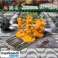 Játék zombicide 2. kiadás rio Janeiro-ból kép 1