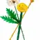 Botanicals 30701 fleurs sauvages v29 photo 3