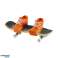 Skateboard skaten praktisch cool Bild 4