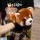 Plush Panda Red Mascot Keychain Ring Carabiner 13cm image 2