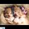 Puzzle 500 Stk. Schlafende Katzen Trefl 37271 Bild 1