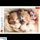 Puzzle 500 Stk. Schlafende Katzen Trefl 37271 Bild 2