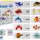 Puzzle educativo Ocean World Puzzle 10 collegamenti foto 1