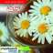 AD 08 beige Wasserkocher 1,0 l Bild 1