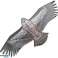 AG667C Drache XXL Adler 200 cm Bild 1