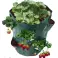 AG691A Strawberry Planting Bag image 3