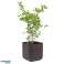 Pot de fleurs Keter Cube Wood Planter M marron photo 2