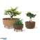 Doniczka Gracia Standard Eco Wood DGRL400W naturo eco kép 2