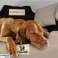 Hundebett 130 x 105 Grüne KingDog Bild 3