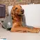 XL микрофибърен хавлия. Vileda. Pet Pro картина 3