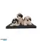 Mata pet bed couch for cat dog 45x30cm mattress image 4