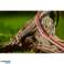 Tuyau d’arrosage Vartco Professional Plus « 1 » 20m photo 3