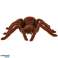 Spider TARANTULA Ferngesteuerter Fernbedienungsroboter FERNBEDIENUNG Bild 6