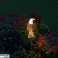 ZD50L Solar LED Eagle Lamp image 3