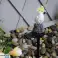 ZD50S Lampe solaire LED en forme de perroquet blanche photo 2