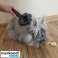 Self-Cleaning Brush for Fur image 5